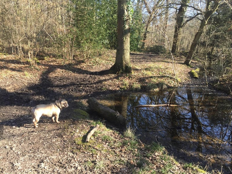 Odin enjoying a walk at Staunton County Park in Havant. Picture: Carrie-Ann Fothergill