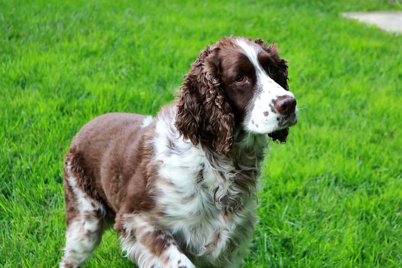 Another hugely popular breed is the Springer Spaniel