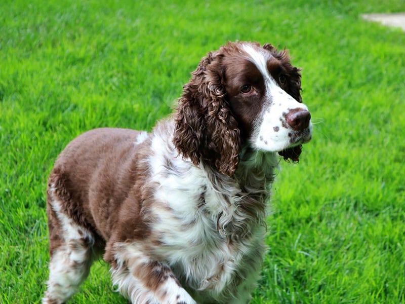 Another hugely popular breed is the Springer Spaniel