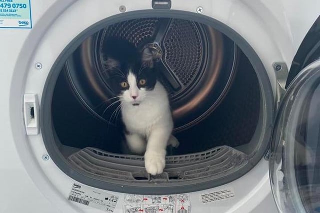 Ian Mitchell said: "We have three….. this is the youngest one Stanley. No I didn’t put the dryer on."