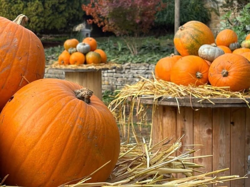 Visit the outdoor pumpkin patch at Down at the Farm on October 17 and 18 and October 24 - 31. Choose your pumpkin to carve or take home(remember to bring your carving kits). Entry to the pumpkin patch is £3.50 on the day for up to 2 people – this is redeemable against pumpkin purchases. You can also find spooky things on the farm and receive a prize. More on the Down on the Farm website.