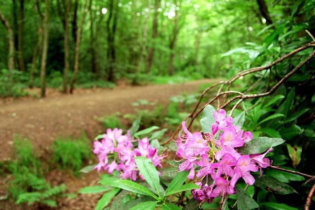 A rhododendron bush in full bloom at Sandall Beat Wood in 1996.