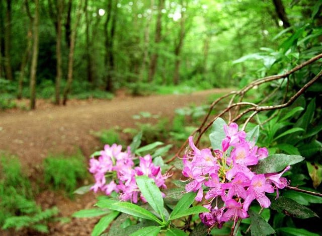 A rhododendron bush in full bloom at Sandall Beat Wood in 1996.