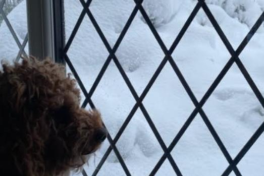 This Sheffield Cockapoo is keeping a keen eye on the weather as he looks forward to a snowy walk.