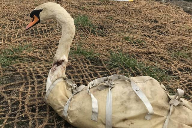 RSPCA respond to swan in distress