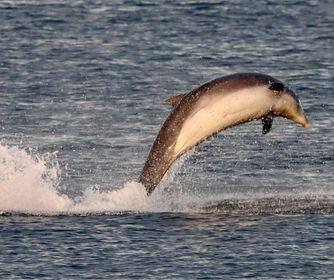 More than 50 dolphins were spotted at the Hartlepool coast at sunset.