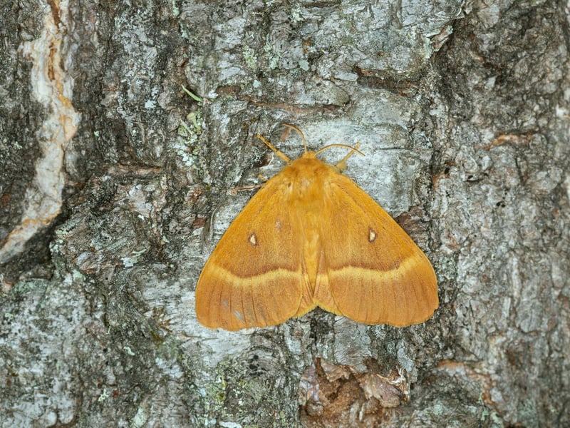 Another day flying moth, the Oak Eggar is a large yellow moth that is common on moors and heathland. Their large hairy caterpillars should be avoided as they shed sharp hairs that can cause a nasty rash.