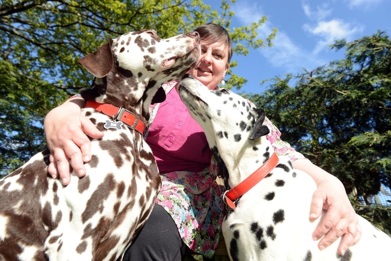 Joanne Cairns, treasurer of North of England Dalmation Welfare, was aiming to get 101 dalmations entered into the 2015 Great North Dog Walk . Joanne's dogs Harlie and Millie are in this picture.