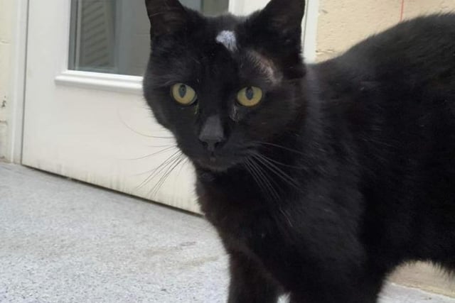 Nine year old Siba has some war wounds, having spent a long time as a stray. He'll need a warm, understanding family - he's also got a slight heart murmur, but it doesn't stop him from living his best life!