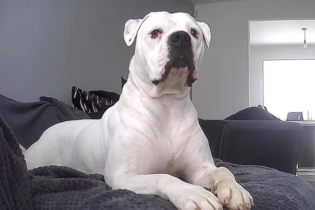 Bonnie is a beautiful four-year-old old rescue American bulldog.