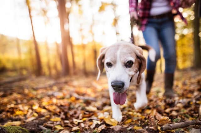 If you’re looking for inspiration of where to take your pooch in your local area, then these are seven of the best dog walks in Peterborough