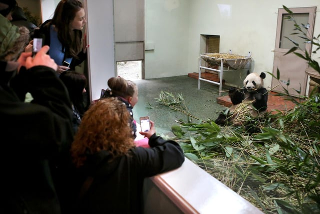 Members of the public watch as male panda Yang Guang eats bamboo in his enclosure as he bulks up ahead of the breeding season at Edinburgh Zoo.