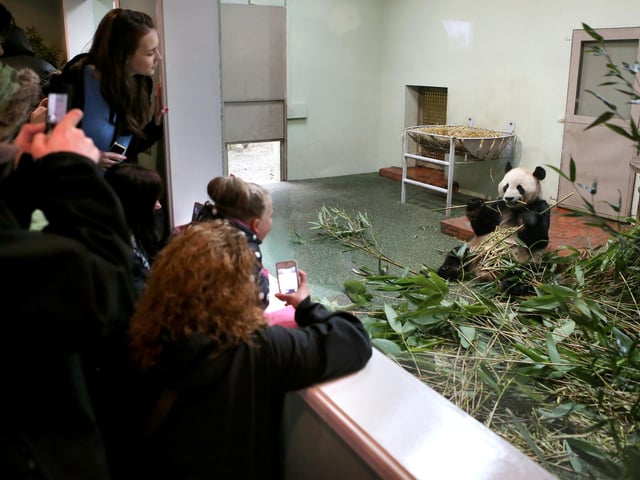 Members of the public watch as male panda Yang Guang eats bamboo in his enclosure as he bulks up ahead of the breeding season at Edinburgh Zoo.