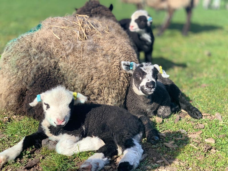 The new animals are making the most of the peace and quiet before visitors excitedly descend on the farm next week.