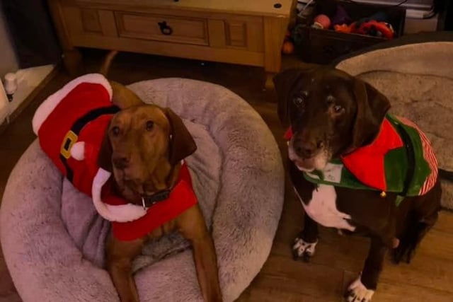 Beau and Rufus settle in for the night, wearing their Christmas coats.