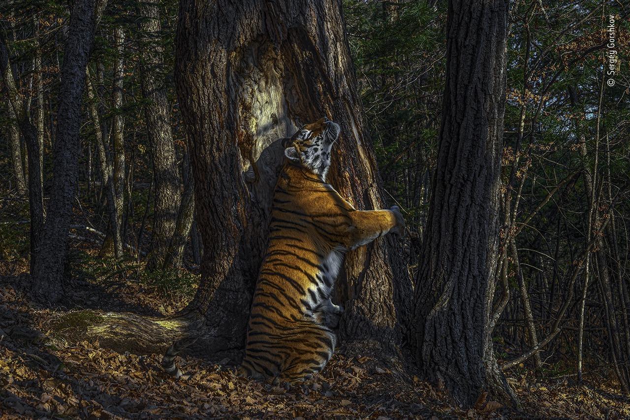 Wild and free Siberian Tiger by Sergey Gorshkov, which has won this year's Wildlife Photographer of the Year competition. 
