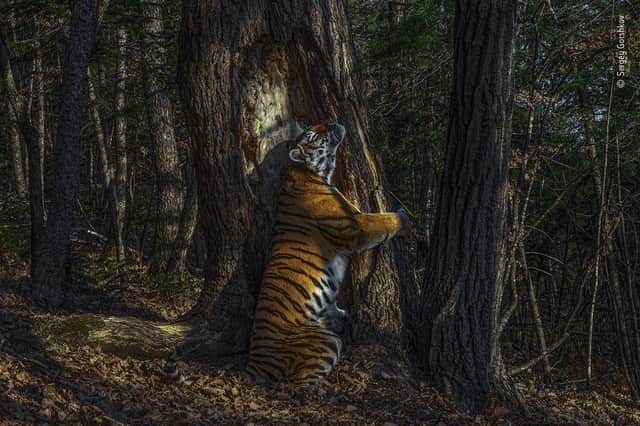 Wild and free Siberian Tiger by Sergey Gorshkov, which has won this year's Wildlife Photographer of the Year competition. 

