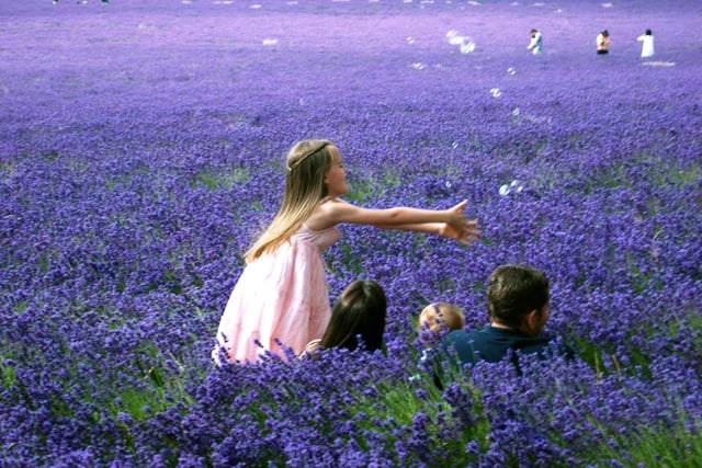 Family enjoying the lavender in bloom taken on 20 July 2013.