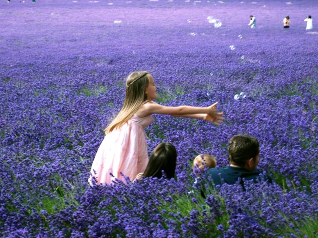 Family enjoying the lavender in bloom taken on 20 July 2013.