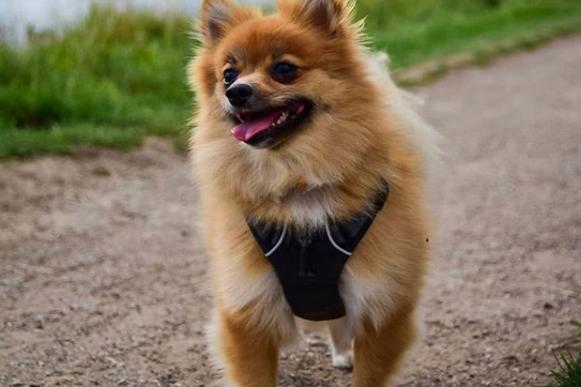 How cute is this little fella out on a walk with his owners. Taken by @isaacjames.pa