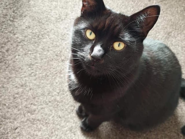 Idris is a rescue cat and is five years old. Shared by Dawn Robinson.