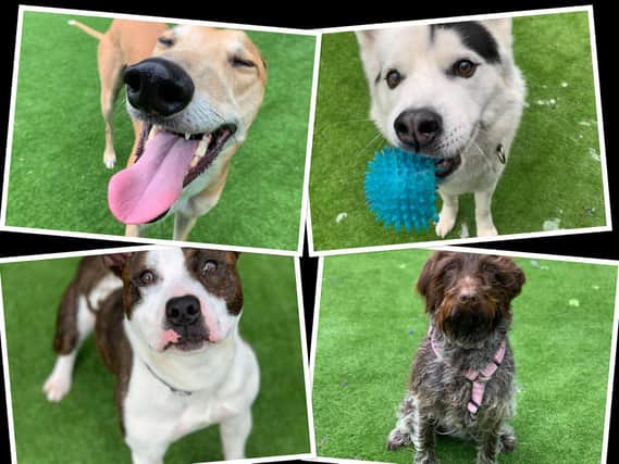 These dogs are all looking for their forever homes through Helping Yorkshire Poundies