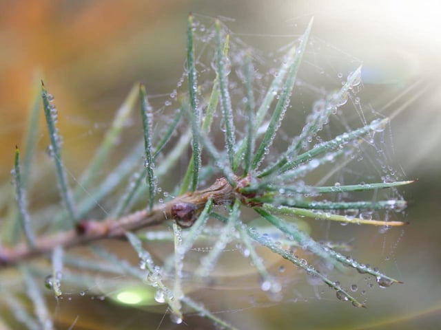Frozen morning dew from Donna MurrayMc.