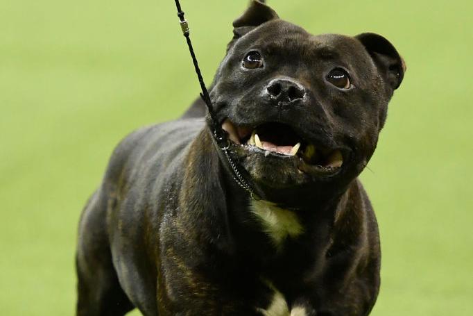 Energetic, tough and highly alert, Staffies can be stubborn but they are excellent family dogs due to their people-loving personality. (Photo by Sarah Stier/Getty Images)