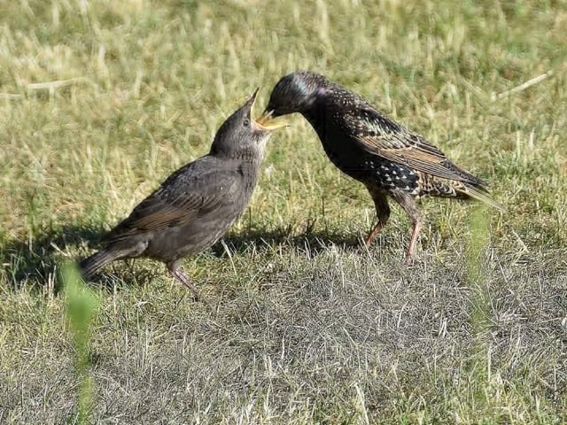 Young starlings being fed by parent