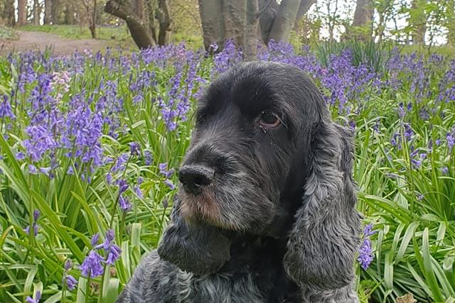 Robert Shepherd's dog Millie enjoying the woods at Ravenscraig.