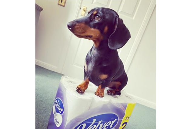 Jemma O'Grady from Alverstoke's miniature dachshund, Shelby, guards his toilet roll stash. Could he be the new face of Velvet?