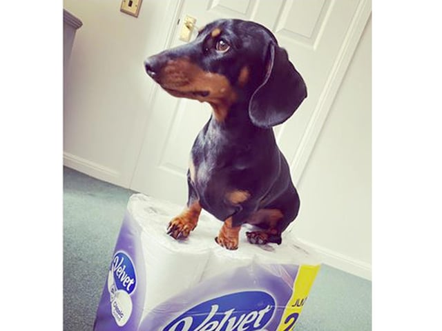 Jemma O'Grady from Alverstoke's miniature dachshund, Shelby, guards his toilet roll stash. Could he be the new face of Velvet?