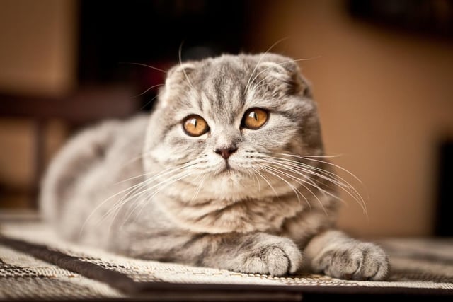 The Scottish Fold is happiest when next to their human owners and they show their affectionate nature to everyone in the family (Photo: Shutterstock)