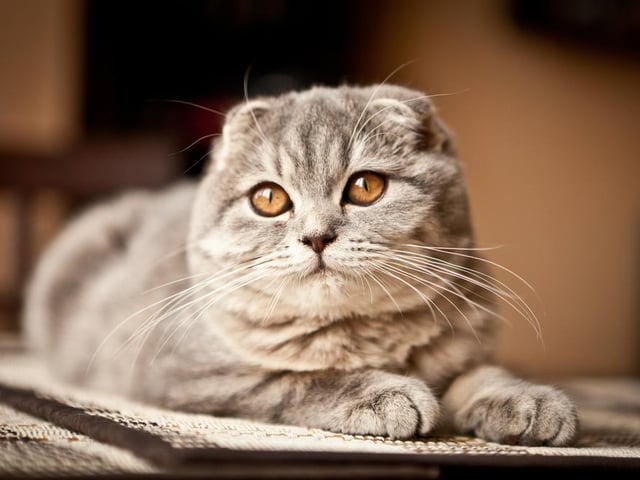 The Scottish Fold is happiest when next to their human owners and they show their affectionate nature to everyone in the family (Photo: Shutterstock)