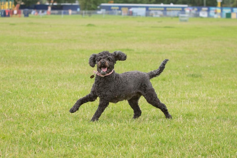 Mabel the cockapoo playing at Southsea Common and making the most of the warm weather. Picture: Habibur Rahman