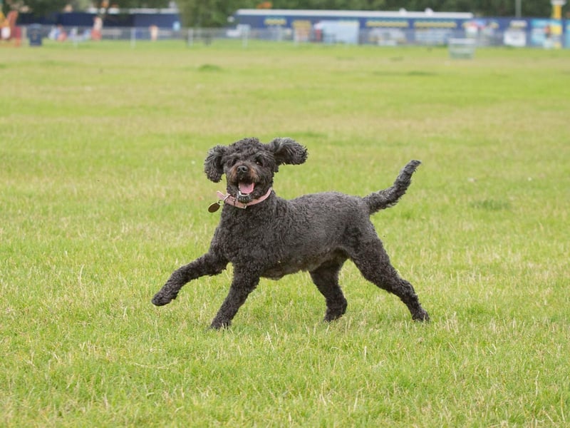 Mabel the cockapoo playing at Southsea Common and making the most of the warm weather. Picture: Habibur Rahman