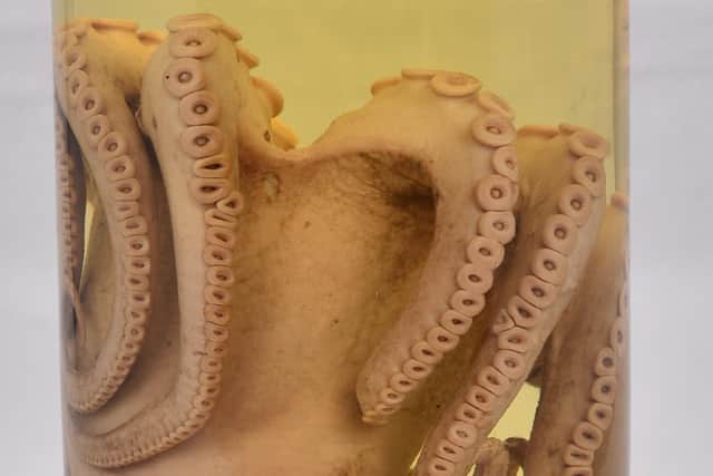 Another weird item in the Doncaster collection - actually an octopus