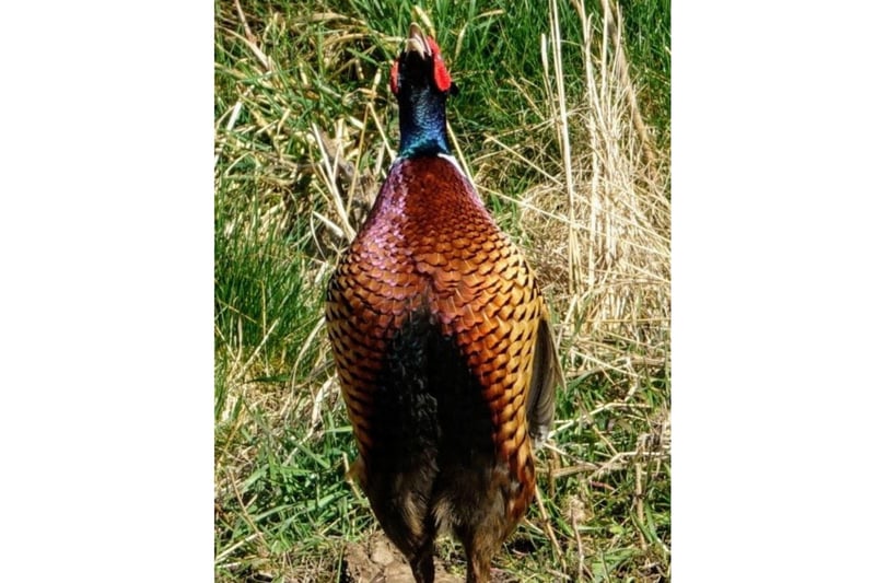 Angela Pearson captured this photograph of a pheasant showing off his colours.