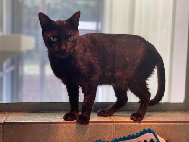 Luna is a very sweet girl who loves the company of her human pals. She is a very chatty girl who will let you know when she wants attention, and will come to you for cuddles.