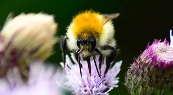We've many little Summer critters this week with the weather being so hot. This one is from @mixed_shots_photography