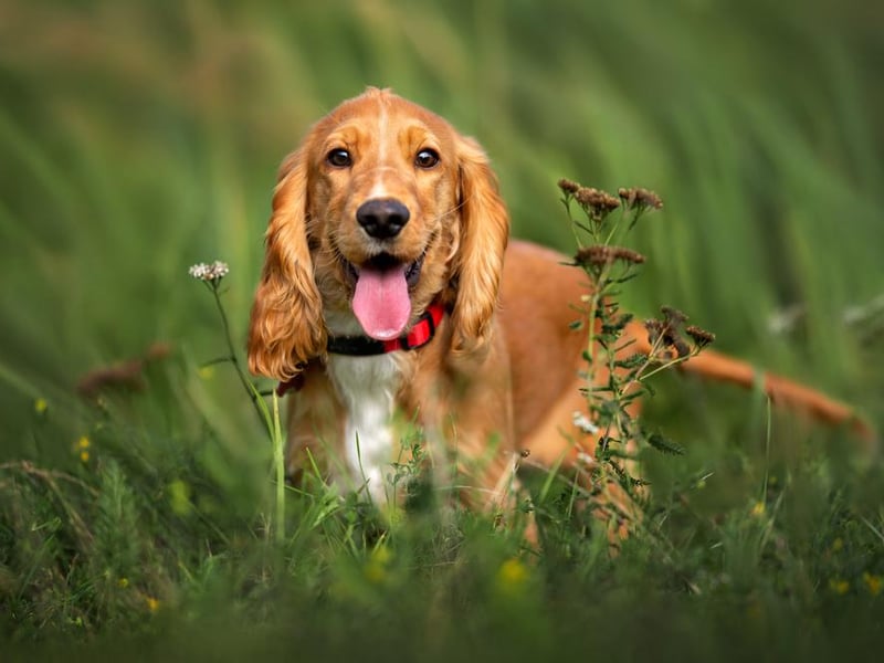 The Cocker spaniel is next on the list, with 5,269 purchased.
