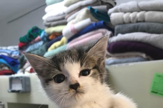 This tiny kitten was found abandoned in a South Yorkshire field with a severely fractured leg which left her leg ‘almost hanging off’. The RSPCA have name her Hattie