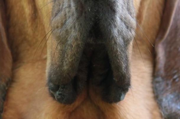 Good luck trying to hide from this breed of dog.