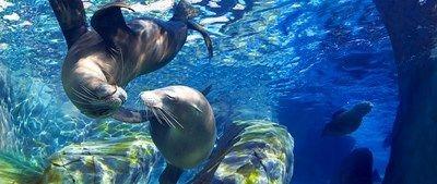 Dive into an underwater world at Sea Life Scarborough, where sharks, turtles, and penguins await! With interactive rock pools and feeding demonstrations, it’s a fantastic ocean adventure for the family. 📍 Scalby Mills Road, Scarborough YO12 6RP