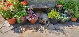 Jill Hancock writes: "Luckily we have a cool house and stone floors though Barney likes this clever little spot in the garden!"