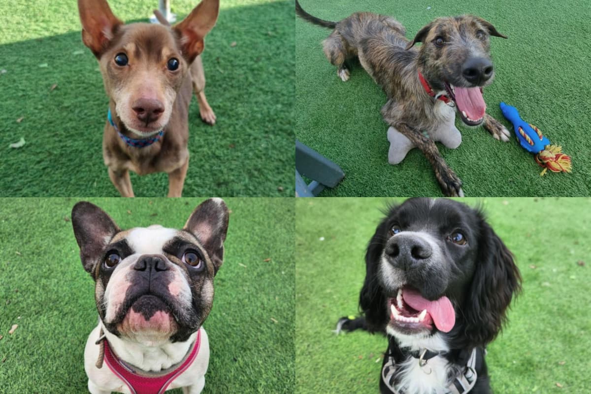 14 adorable dogs at animal shelter near Sheffield desperate for new loving  homes | The Star