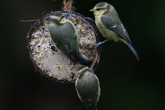 A trio of fledgling blue tits feeding on a coconut in our back garden at Barnby Dun