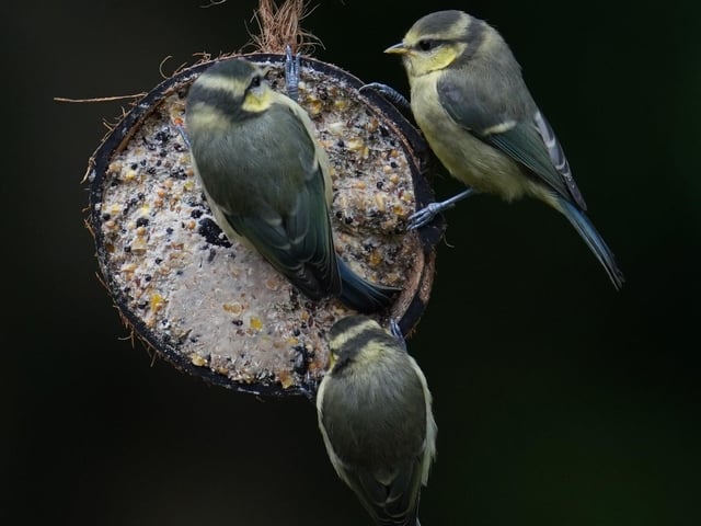 A trio of fledgling blue tits feeding on a coconut in our back garden at Barnby Dun