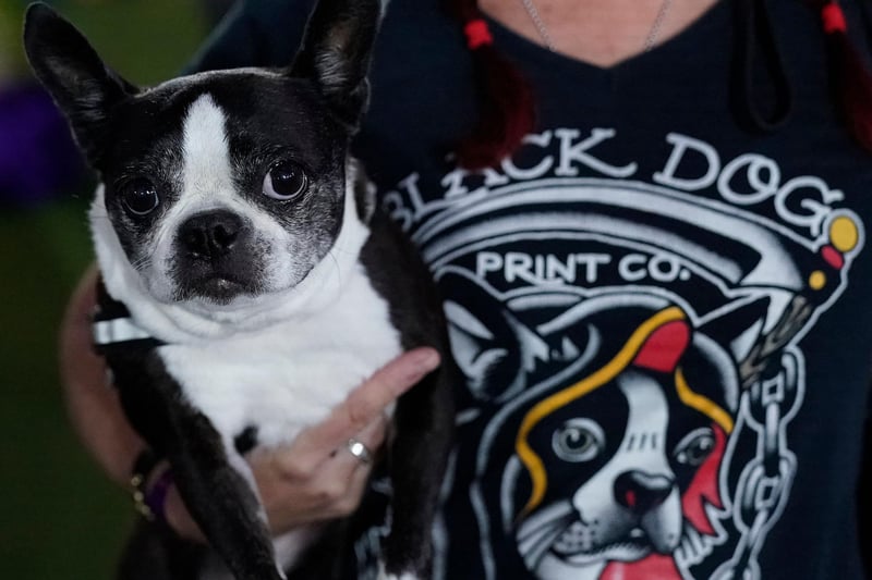 PitPat say that Boston Terriers are an 'affectionate breed' and that they small dogs. They are also said to be easy to train and 'become very well-behaved house pets'. Picture: TIMOTHY A. CLARY/AFP via Getty Images