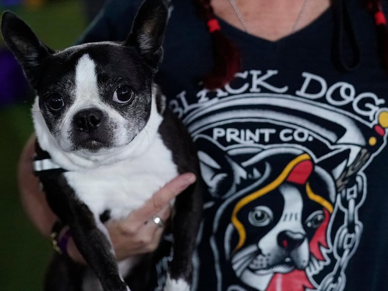 PitPat say that Boston Terriers are an 'affectionate breed' and that they small dogs. They are also said to be easy to train and 'become very well-behaved house pets'. Picture: TIMOTHY A. CLARY/AFP via Getty Images